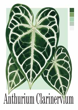 Anthurium Clarinervium Plant Illustration