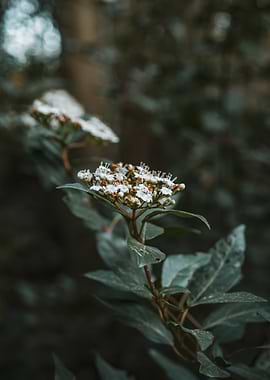 Delicate White Flowers on a Branch