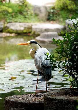 Heron Japanese Garden