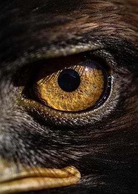 Close-up of an eagle's eye