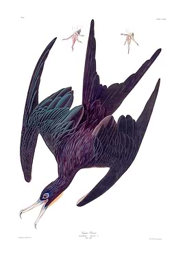 The Birds of America - Frigate Pelican