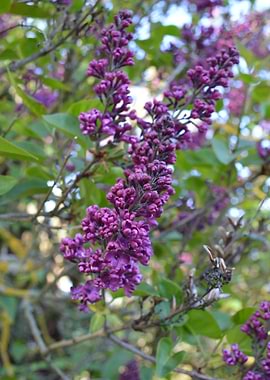 Purple Lilac Blossoms on a Branch