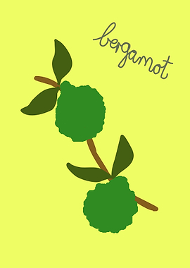 Bergamot Branch with Fruit and Leaves