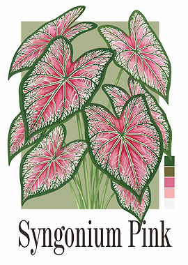 Syngonium Pink Plant Illustration