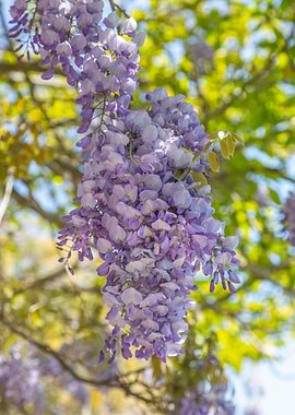 Purple Wisteria Flowers Hanging