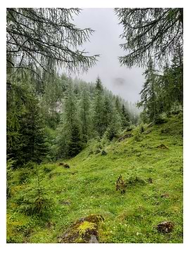 Misty Mountain Forest Landscape