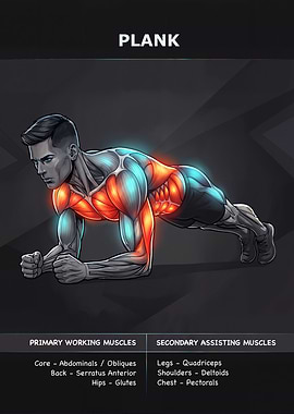 Plank Exercise Muscle Anatomy