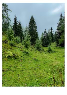 Misty Mountain Forest Meadow