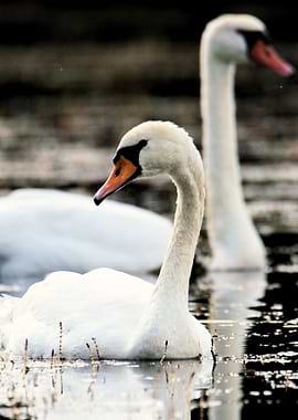 Two Swans on Water