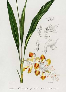 Alpinia with Pendant Flowers Botanical Illustration