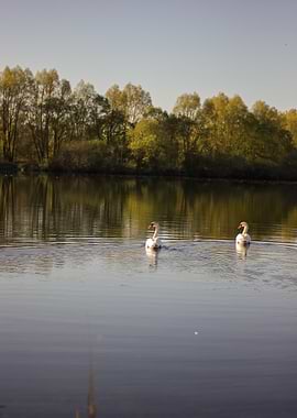 Two Swans on a Calm Lake
