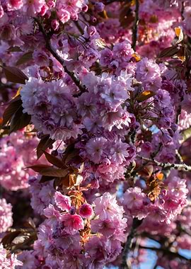 Pink Cherry Blossoms in Bloom