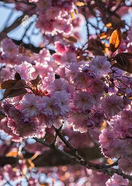 Pink Cherry Blossoms in Sunlight