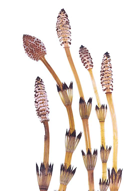 Horsetail plant spore cones