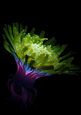 Electric Bloom