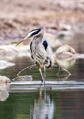 The Great Blue