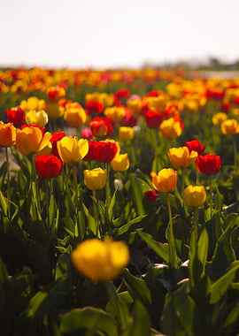 Field of Red and Yellow Tulips