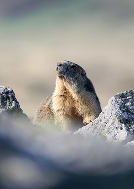 Marmot looking up in rocky terrain