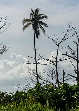 Tropical Palm Tree Against Cloudy Sky
