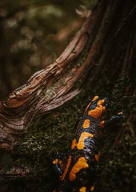 Fire Salamander on Mossy Log