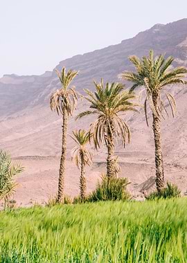 Palm Trees in a Green Field