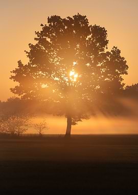Sunrise Through a Misty Tree
