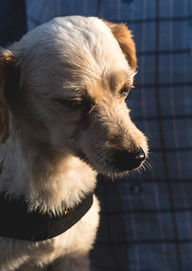 Close-up of a small dog