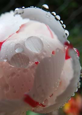 Frozen Petals – Dewdrop Macro Bloom