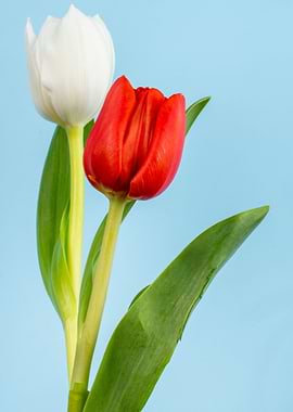 Red and White Tulips