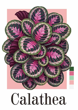Calathea Plant Illustration