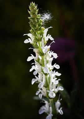 Silent White Bloom – Botanical Light Study