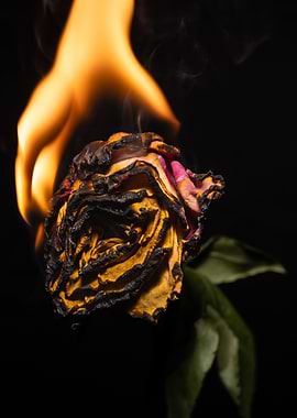 The Grasping Embers