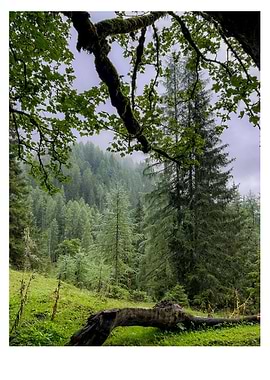 Misty Forest Landscape with Fallen Log