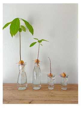 Avocado plants growing in water