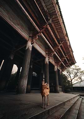Nara Deer in front of traditional Japanese temple gate