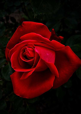 Scarlet Desire – Red Rose Portrait