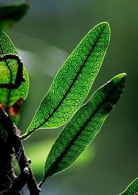 Close-up of Translucent Fern Leaves Patterns