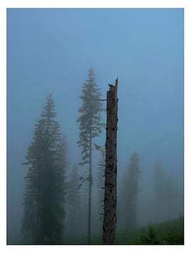 Misty Forest with Dead Tree