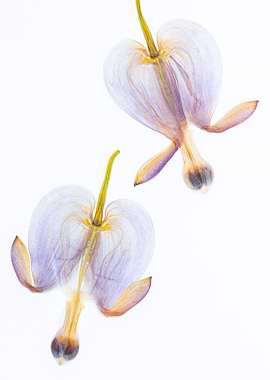 Two Bleeding Heart Flowers