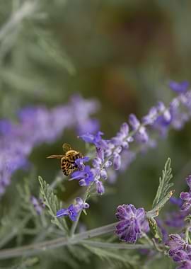 Bee on purple flowers