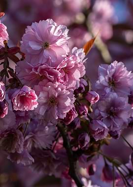 Pink Cherry Blossoms in Sunlight