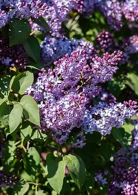 Close-up of blooming lilac flowers