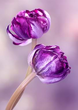 Purple Parrot Tulips