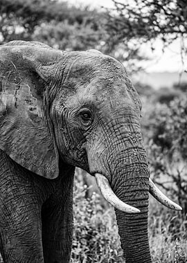 Close-up of an African Elephant's face