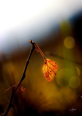 Linger