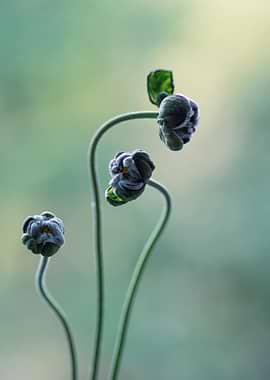 Three Poppy Buds on Stems
