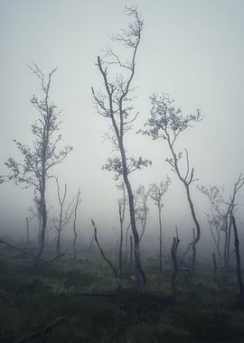 Misty Forest with Bare Trees