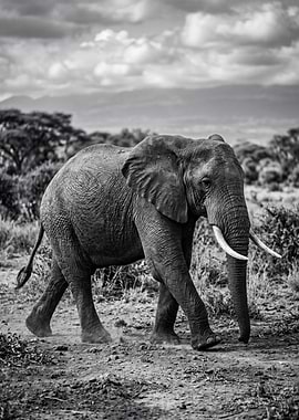 Elephant walking in the savanna