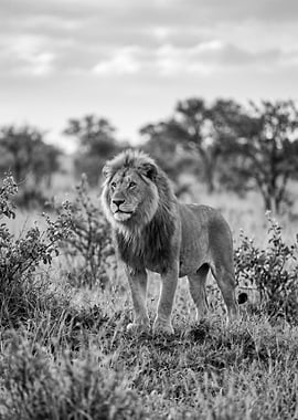 Majestic Lion in African Savannah