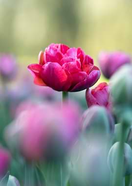 Close-up of a vibrant pink peony tulip